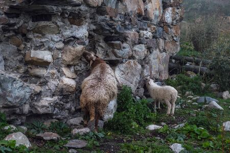 Sheep and lamb licking salt from stones of destroyed svan tower in Adishi village Svaneti Georgiaの写真素材