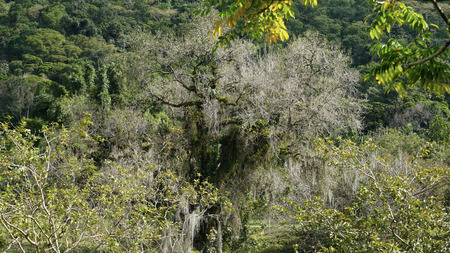 Big White Ancient Treebeard