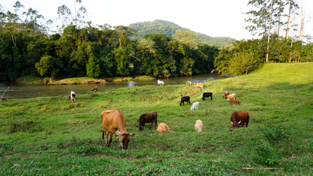 Cows in the pastureの写真素材