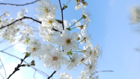 White sour cherry blossom against blue sky