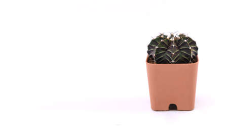 Cactus in a pot isolated on white background. Copy space.の写真素材