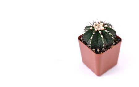 Cactus in pot isolated on white background with copy space for text.の写真素材