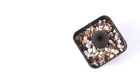 Cactus in pot isolated on white background. Top view. Flat lay.の写真素材