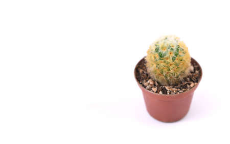 Cactus isolated on white background. Cactus in a pot.の写真素材
