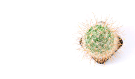 Cactus isolated on white background. Top view with copy space.の写真素材