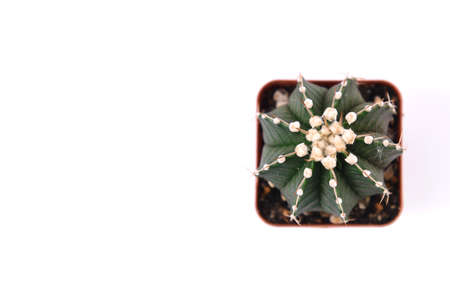 Cactus in a pot on a white background with copy space.の写真素材