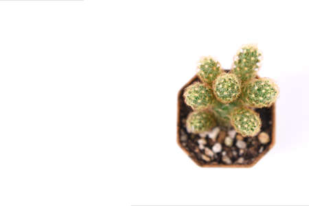 Cactus isolated on white background. Top view with copy space.の写真素材