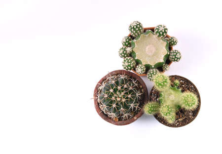 Cactus isolated on white background. Top view. Flat lay.の写真素材
