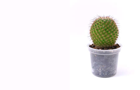 Cactus in a pot on a white background. Place for text.の写真素材