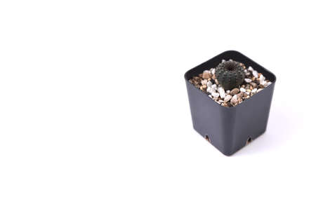 Small cactus in a pot isolated on white background with copy space.の写真素材