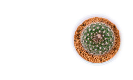 Cactus isolated on white background. Top view. Flat lay.の写真素材