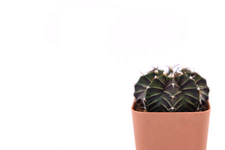 Cactus isolated on white background. Close up cactus in pot.の写真素材