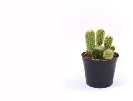 Cactus in a pot on a white background. Copy space.の写真素材
