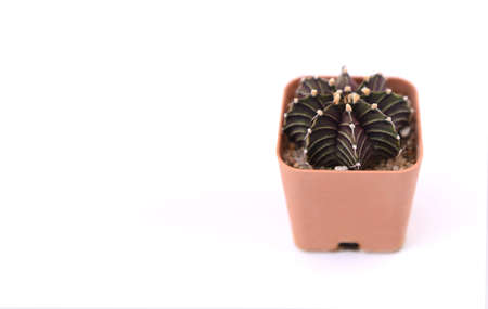 Cactus isolated on white background. Cactus in a pot.の写真素材