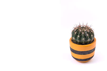 Cactus in a pot isolated on white background. Copy space.の写真素材