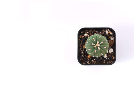 Cactus isolated on white background. Flat lay, top view.の写真素材