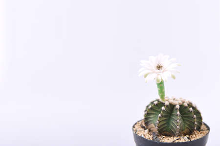 Cactus with white flower in pot on white background, space for textの写真素材