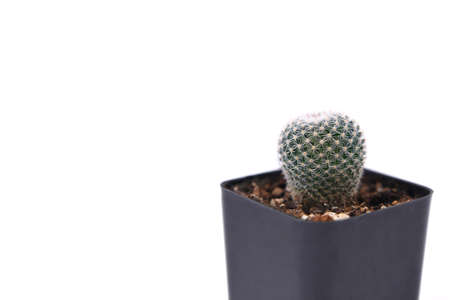 Cactus in a pot on a white background. Copy space.の写真素材