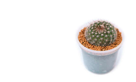 Cactus in pot isolated on white background. Copy space for text.の写真素材