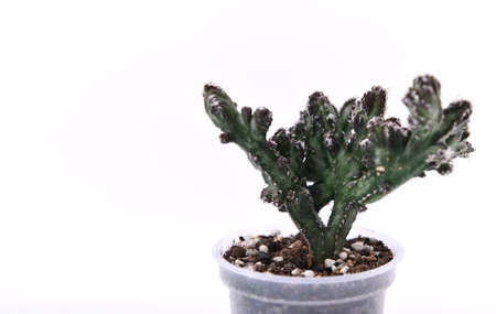 Cactus in a pot on a white background. Copy space.の写真素材