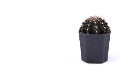 Cactus in black pot isolated on white background with clipping path.の写真素材