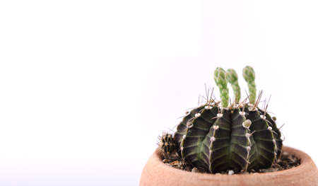 Cactus isolated on white background. Cactus in a pot.の写真素材