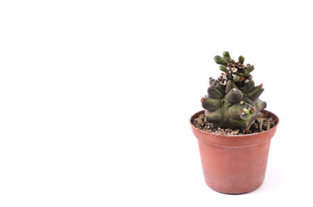 Cactus isolated on white background. Cactus in a pot.の写真素材