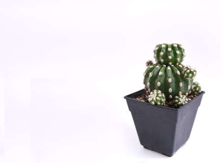 Cactus in a pot on a white background. Copy space.の写真素材