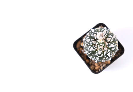 Cactus isolated on white background. Top view with copy space.の写真素材