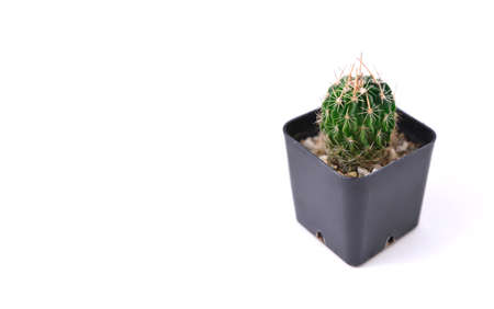 Cactus in black pot isolated on white background with copy space.