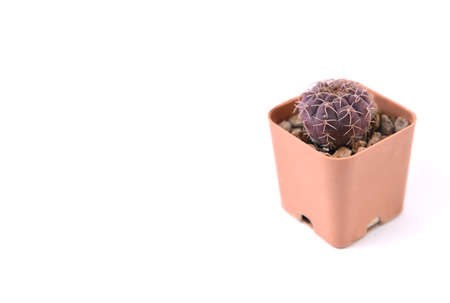 Cactus in flower pot isolated on white background. Copy space.の写真素材
