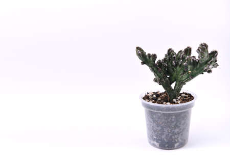 Cactus in a pot on a white background. Copy space.の写真素材