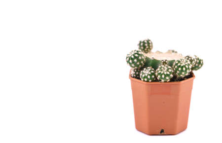 Cactus in a pot isolated on white background with copy space.の写真素材