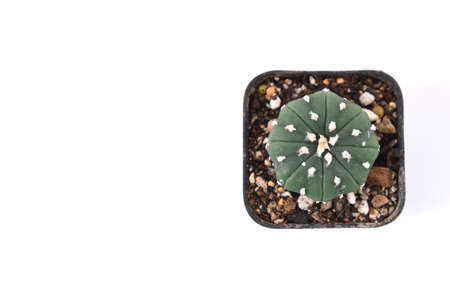 Cactus isolated on white background. Top view with copy space.の写真素材