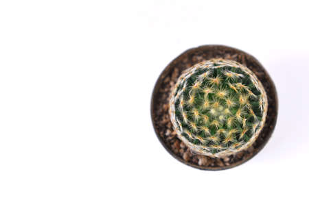Cactus isolated on white background. Top view. Flat lay.の写真素材