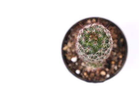 Top view of cactus isolated on white background with copy space.の写真素材