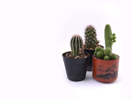 Cactuses in pots on a white background. Copy space.