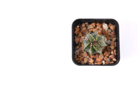 Small cactus isolated on white background. Top view. Flat lay.の写真素材