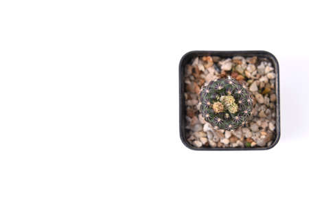 Cactus isolated on white background. Top view. Flat lay.の写真素材