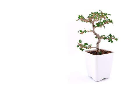 Bonsai tree in a pot isolated on a white background.の写真素材