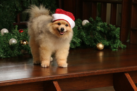 Pom at Christmasの写真素材