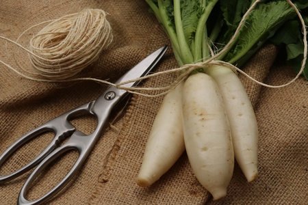 A bunch of baby white radish laid on a sackclothの素材
