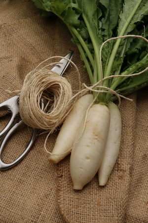 A bunch of baby white radish laid on a sackcloth