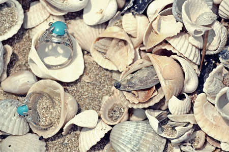 Seashellの写真素材