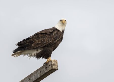 A wild bald eagle standing and searching for food at Tule Lake, California.の写真素材