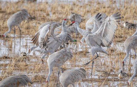 sandhill crane fight Sanhill crane in fight eating insects in open grass land Bosque Del Apache National Wildlife Refuge migration birdの写真素材