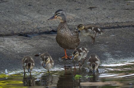 a family of female mallard and her kidsの写真素材