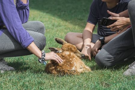 fawn white-tailed deer being pet by visitors relationship between the nature and the human beingsの写真素材