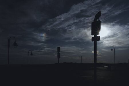 dark blue tone raven cry out rainout in the skyの写真素材