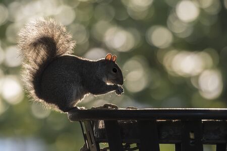 backlit grey squirrel eating trash food standing on the trash binの写真素材
